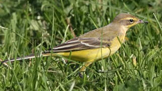 Western Yellow Wagtail (flavissima)