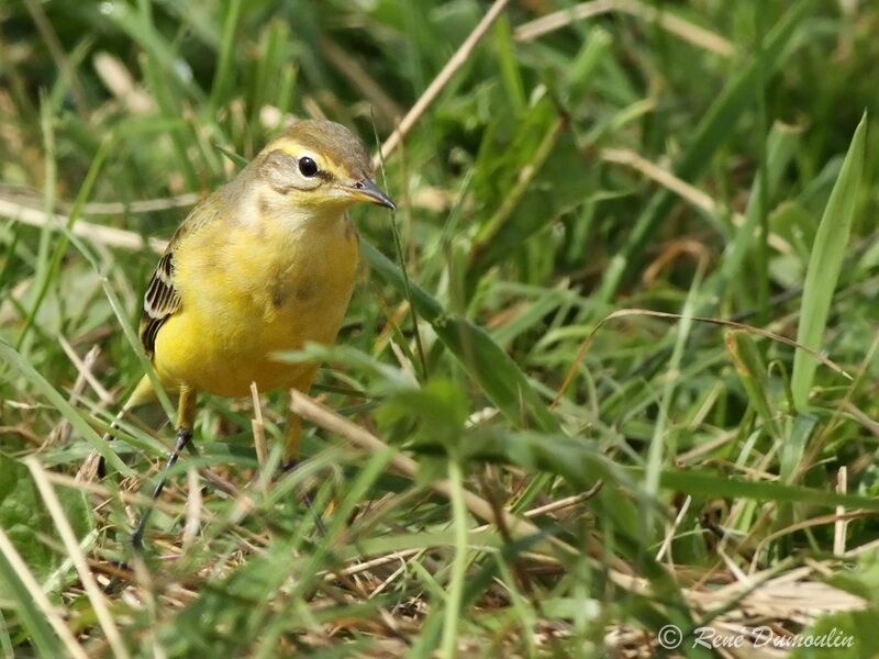 Western Yellow Wagtail (flavissima) male adult post breeding, identification