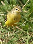 Western Yellow Wagtail (flavissima)