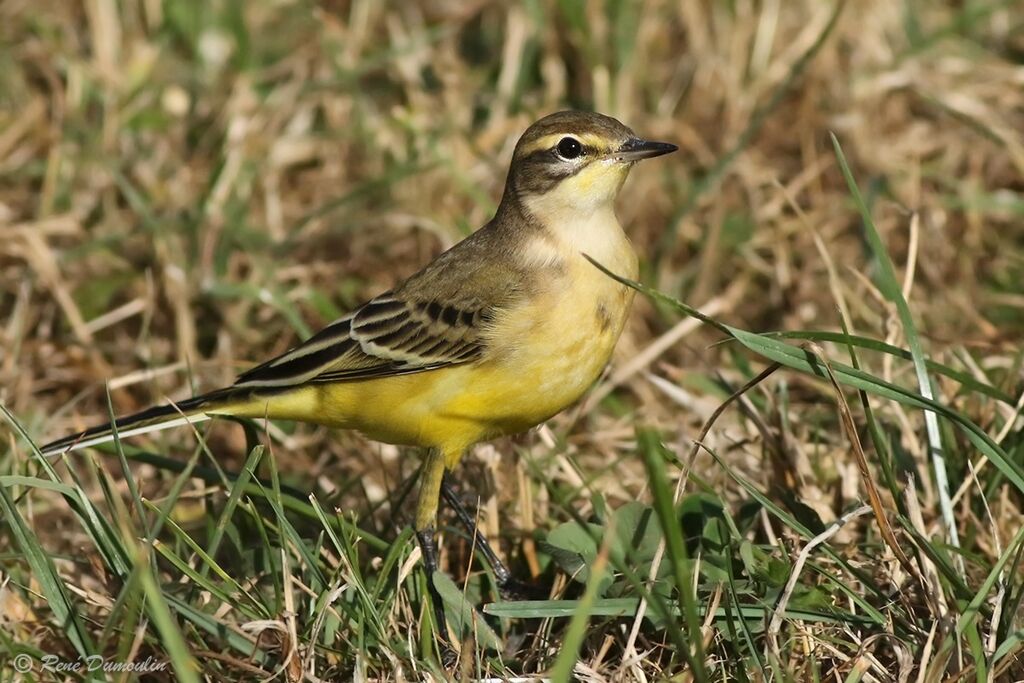 Western Yellow Wagtail (flavissima) male adult transition, identification