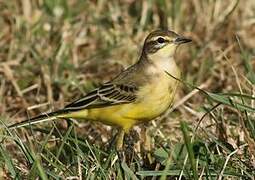 Western Yellow Wagtail (flavissima)