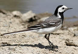 White Wagtail