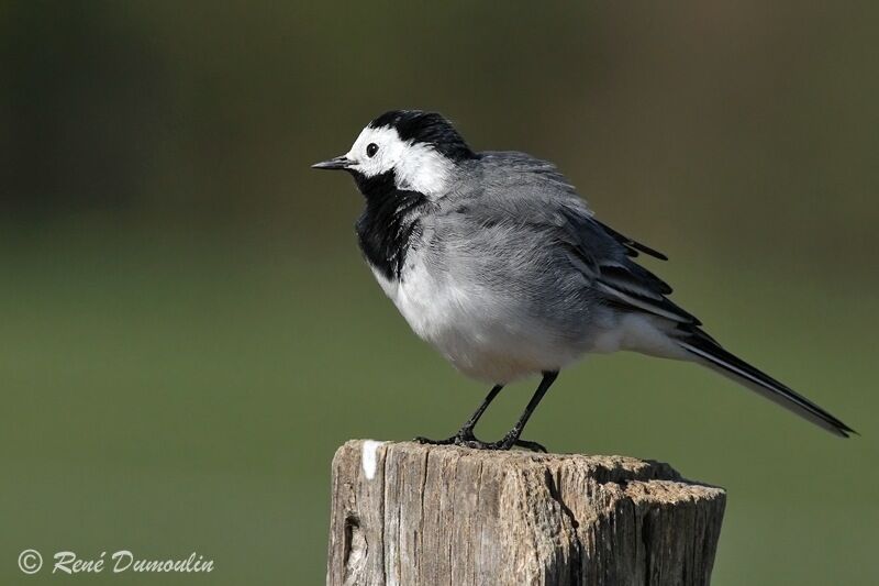 White Wagtail male adult breeding, identification