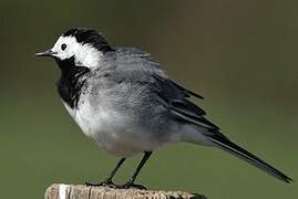 White Wagtail