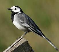 White Wagtail