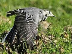 White Wagtail