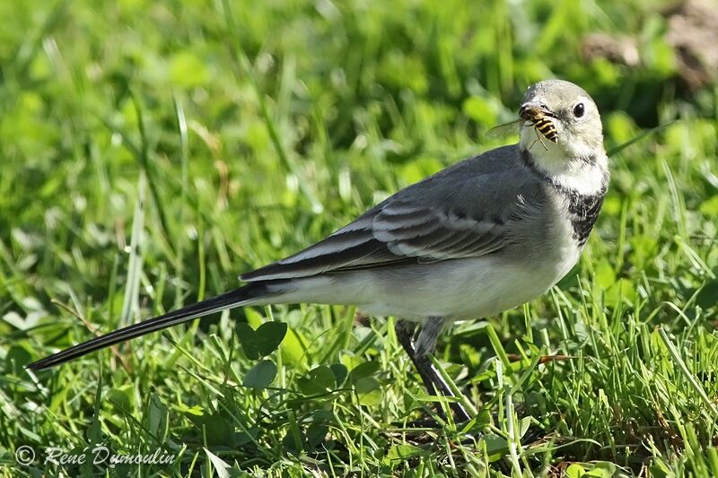 White Wagtailjuvenile, identification, feeding habits