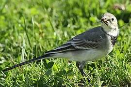 White Wagtail