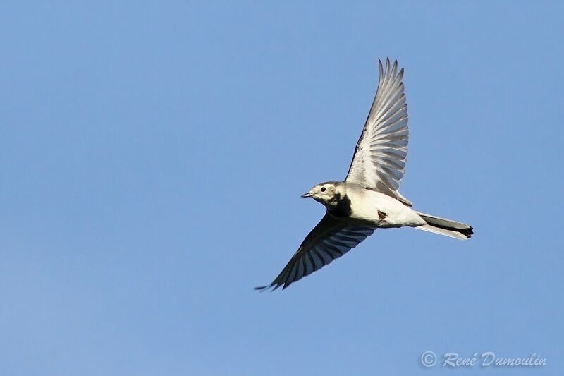 White Wagtailadult post breeding, Flight