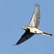 White Wagtail