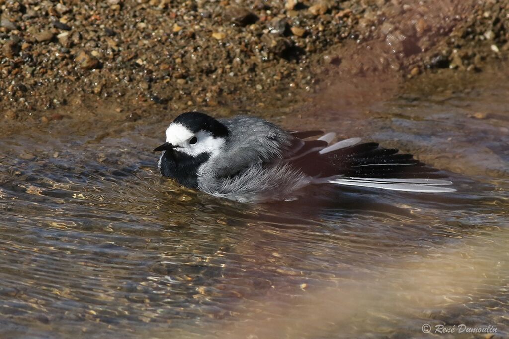 White Wagtail male adult breeding, identification, Behaviour