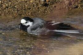 White Wagtail