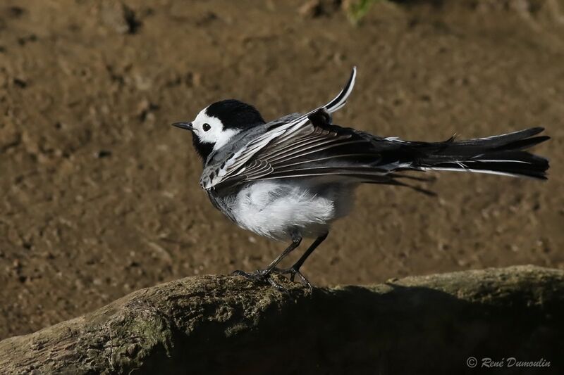 White Wagtail male adult breeding, identification, Behaviour