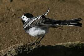 White Wagtail