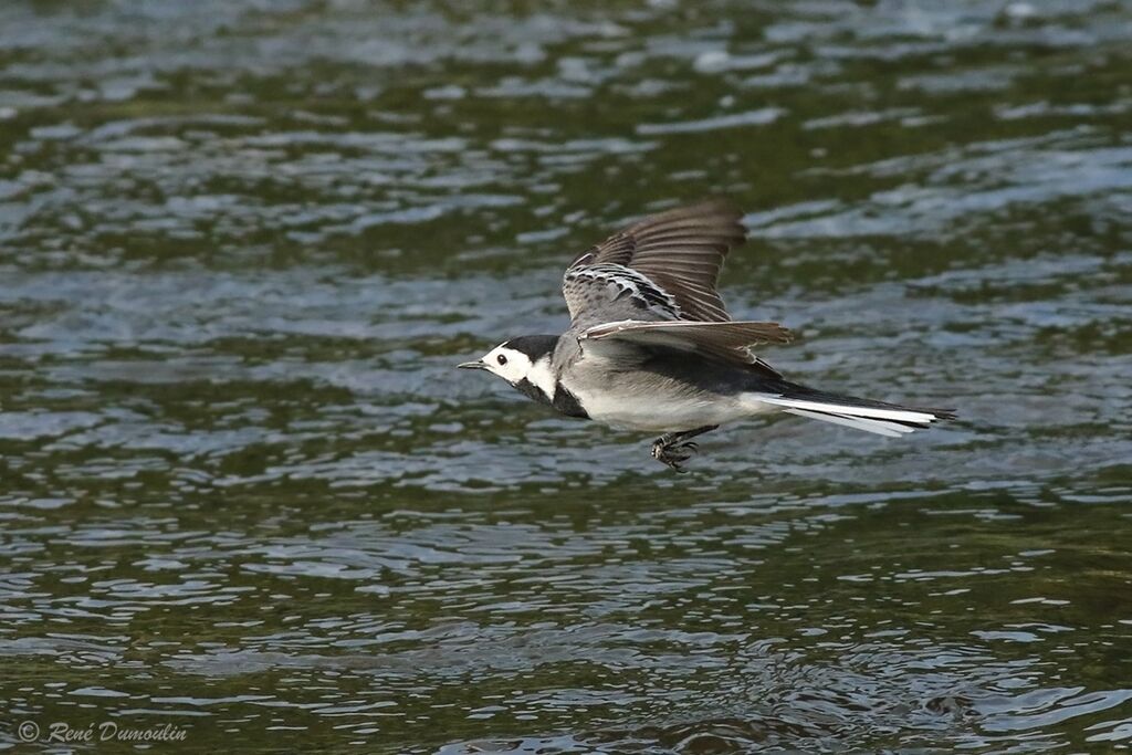 White Wagtail male adult breeding, Flight, fishing/hunting