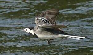 White Wagtail