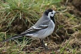 White Wagtail