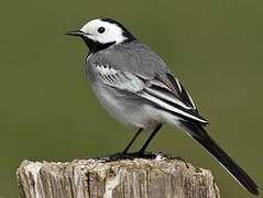 White Wagtail