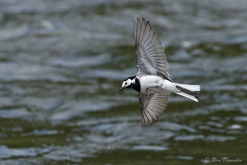 White Wagtail male adult breeding, Flight
