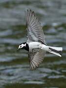 White Wagtail