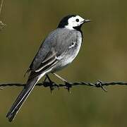 White Wagtail