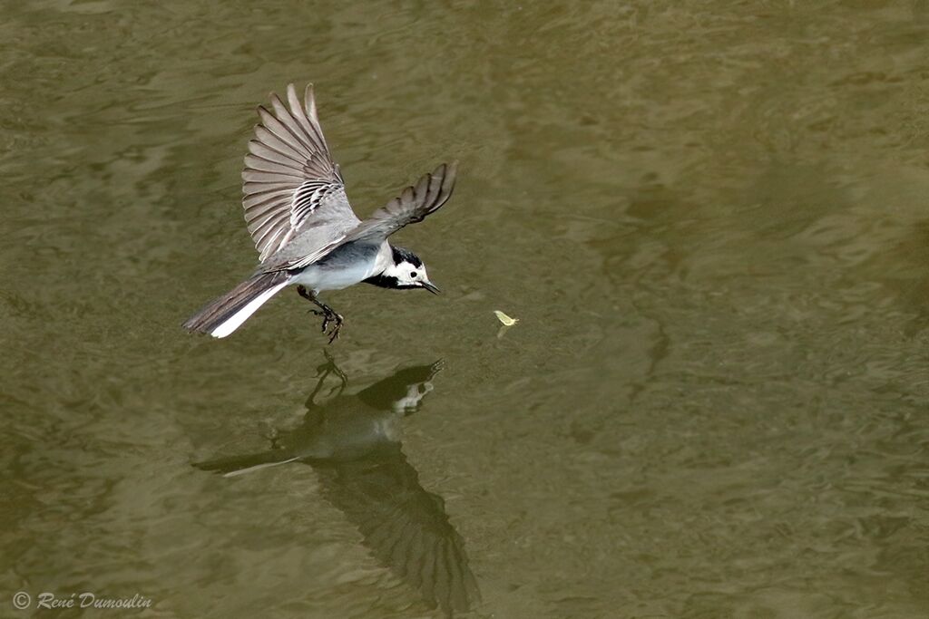 White Wagtail male adult breeding, Flight, fishing/hunting