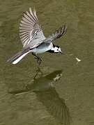 White Wagtail