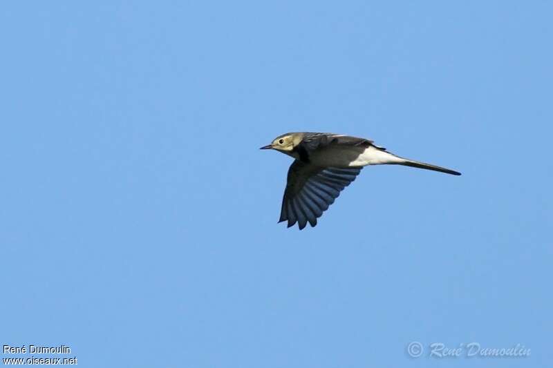 White WagtailFirst year, Flight