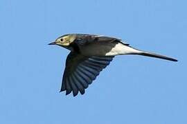 White Wagtail