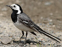 White Wagtail