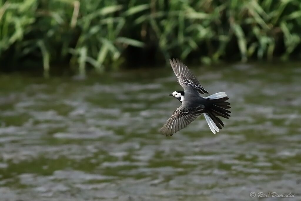 White Wagtail male adult breeding, Flight