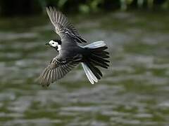 White Wagtail