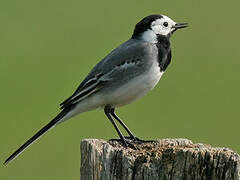 White Wagtail