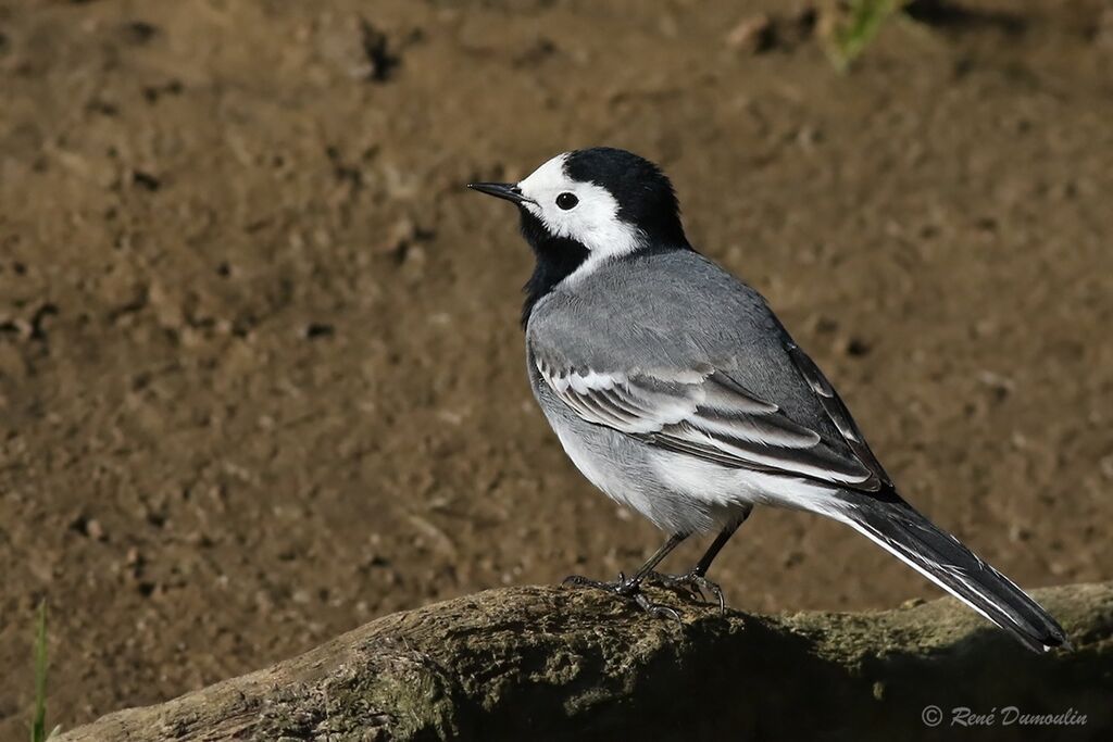 White Wagtail male adult breeding, identification