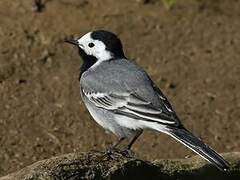 White Wagtail