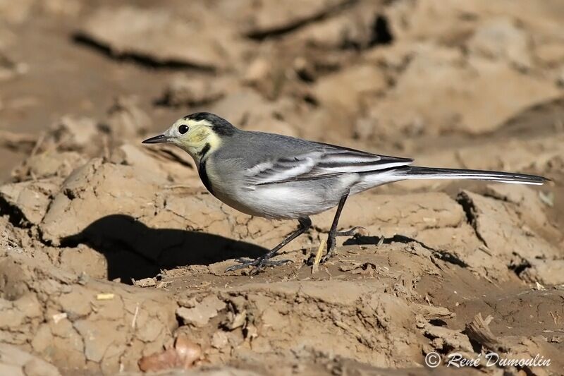 White Wagtailjuvenile, identification