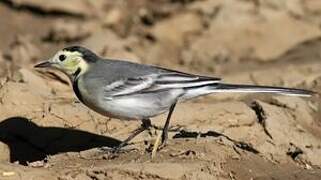 White Wagtail