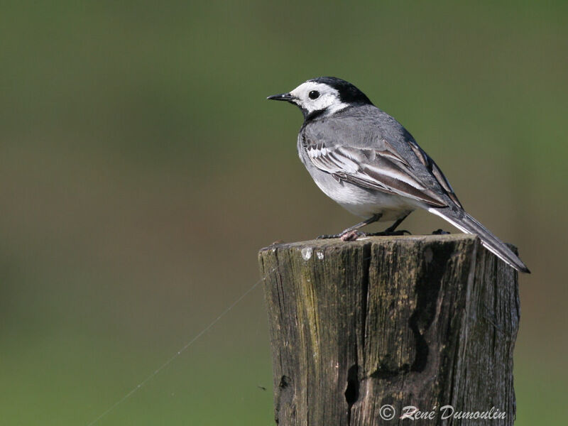 White Wagtail male adult