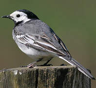 White Wagtail