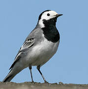 White Wagtail