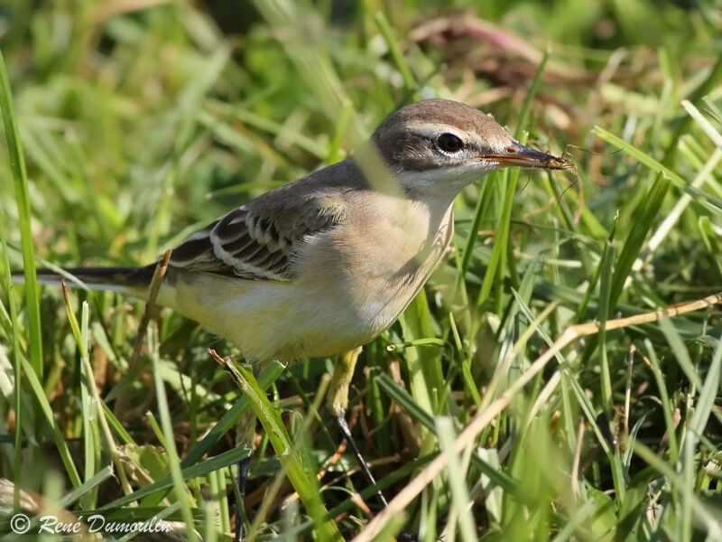 Western Yellow Wagtail female adult, identification, Behaviour