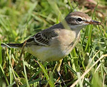 Western Yellow Wagtail