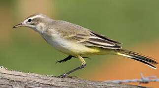 Western Yellow Wagtail