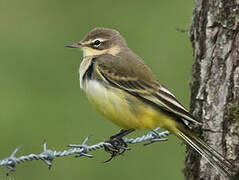 Western Yellow Wagtail