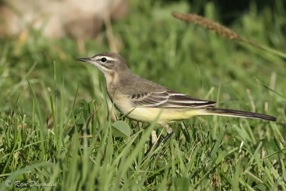 Western Yellow Wagtail female adult post breeding, identification