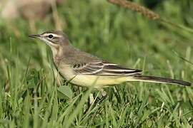 Western Yellow Wagtail