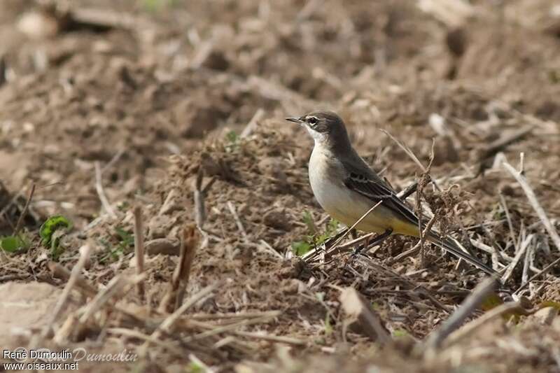 Western Yellow Wagtail female adult breeding, identification