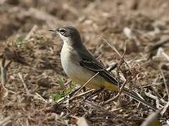 Western Yellow Wagtail