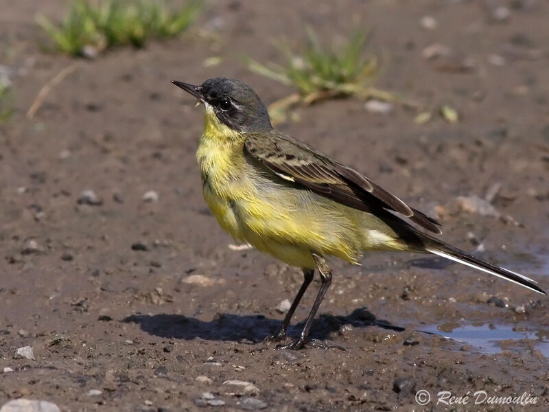 Western Yellow Wagtail male adult, identification