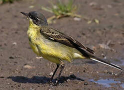 Western Yellow Wagtail